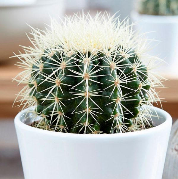 Equinocactus - Image 4