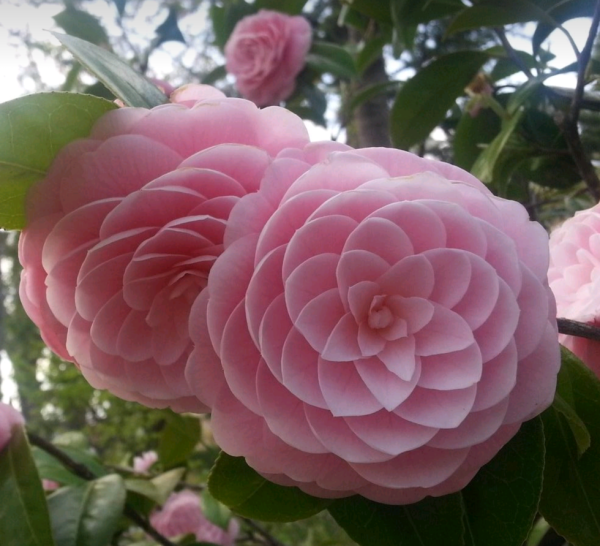 Japanese Camellia - Image 4