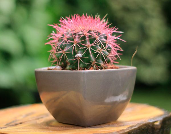 Equinocactus - Image 3