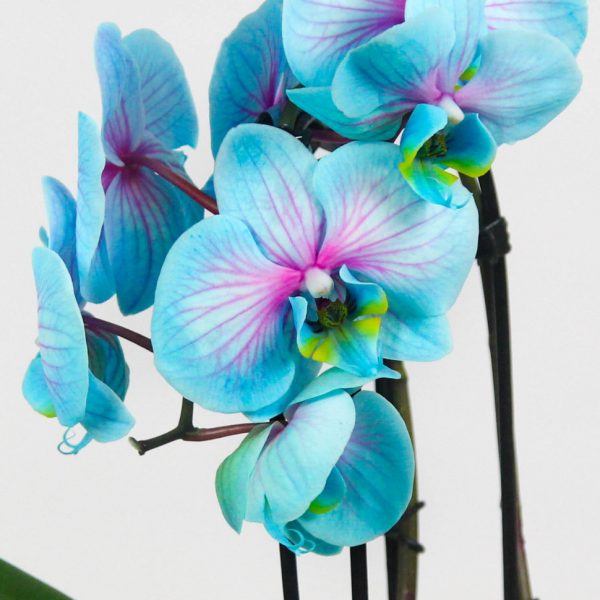 Orchid Phalaenopsis - Image 2