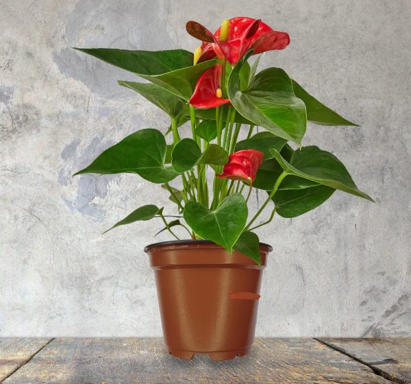 Anthurium andrianum - Image 4