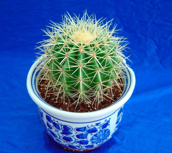 Equinocactus - Image 2