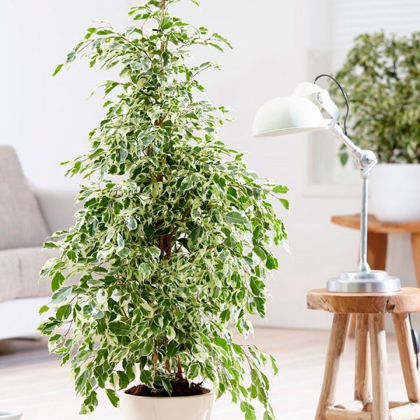 Ficus Benjamin Starlight - Image 4