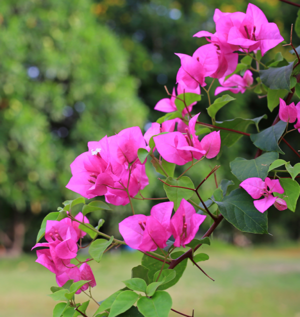 Bougainvillea - Image 3