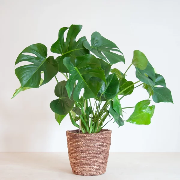 Monstera - Image 3