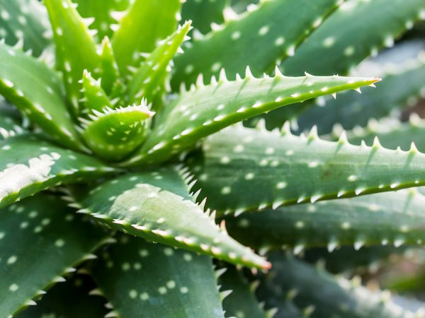 Aloe Vera