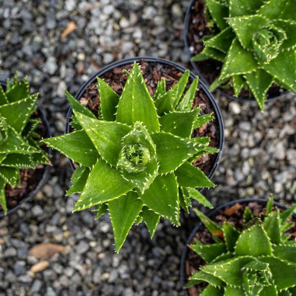 Aloe Vera - Image 2