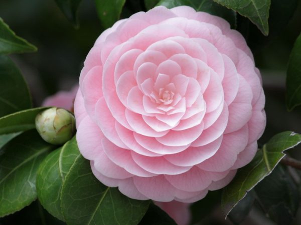 Japanese Camellia