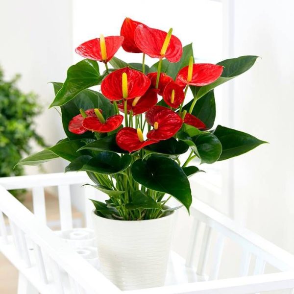 Anthurium andrianum