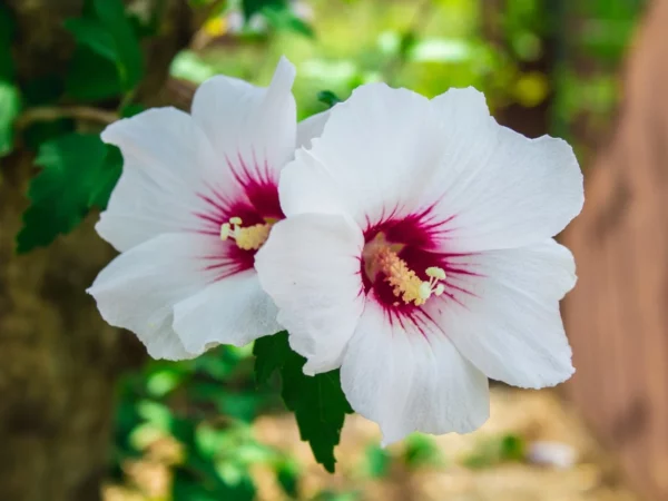 Hibiscus - Image 3