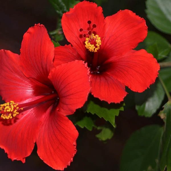 Hibiscus