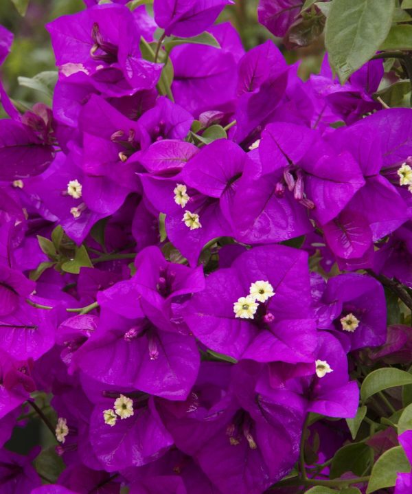 Bougainvillea - Image 4